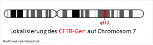 Lokalisierung des CFTR-Gens auf Chromosom 7