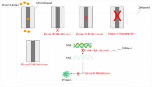Mutationsklassen bei der Mukoviszidose