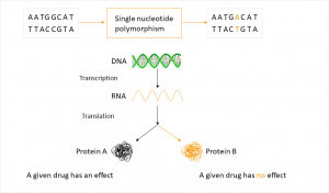 principle of pharmacogenetics