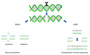 non-homologous end-joining or homologous recombination