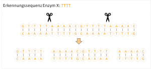 Schematische Darstellung des Genome-Editing-Verfahrens (CRISPR/Cas)