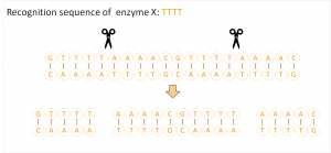 schematic figure of the genome editing method (CRISPR / Cas)