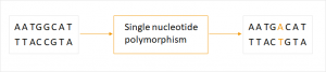 single nucleotide polymorphism (SNP)