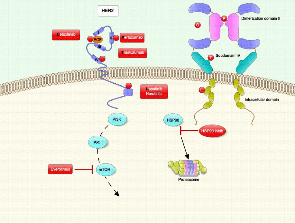 Struktur des Wachstumsfaktor-Rezeptors Typ 2 mit jeweiligen Inhibitoren