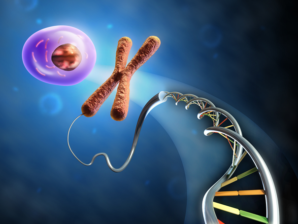 Chromosom und DNS Strang
