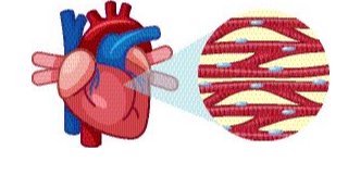 Illustration of the heart muscle and myofibrils with proteins