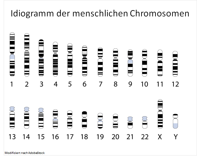 Idiogramm der menschlichen Chromosomen