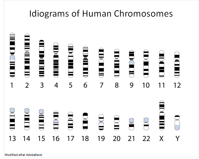Idiograms of Human Chromosomes