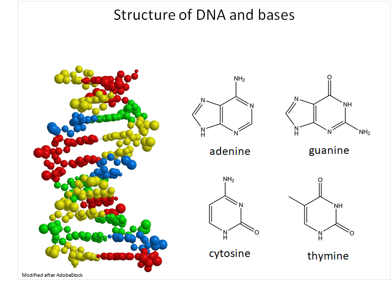 Structure of DNA and bases