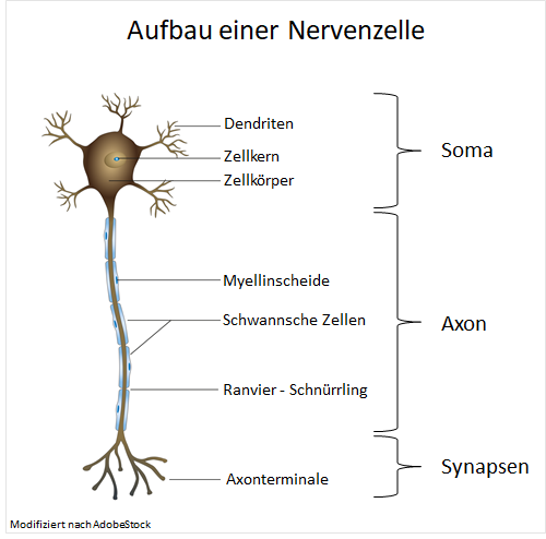 Aufbau einer Nervenzelle