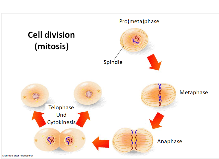Cell division (mitosis)