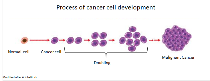 Process of cncer cell development