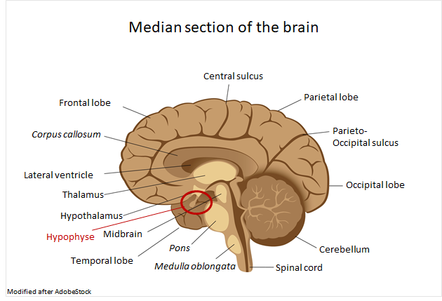 Median section of the brain with hypophyse