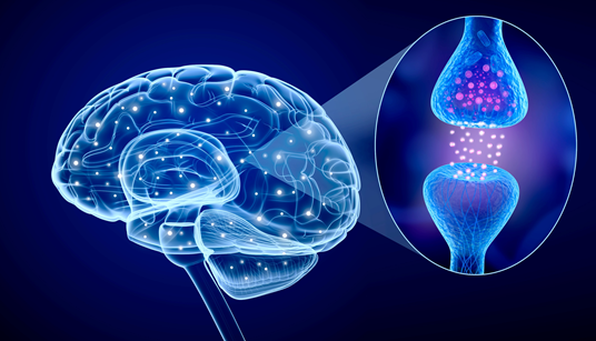 Human brain and an active receptor