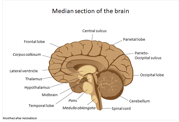 Median section of the brain