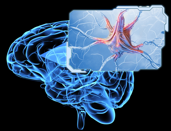 Neuronen und Nervensystem