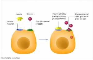 Opening of the glucose channel