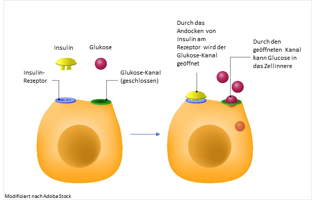 Öffnung des Glukosekanals
